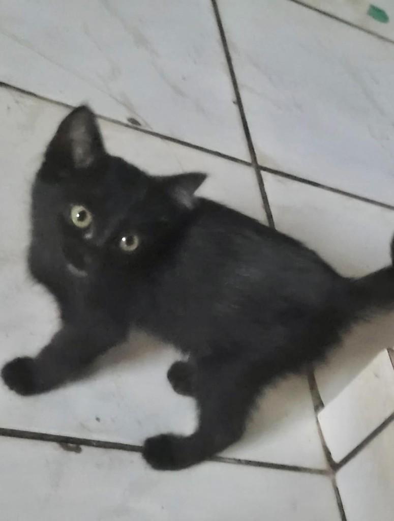 Amiguinho, gato de porte pequeno para adoção em Rolim de Moura - RO