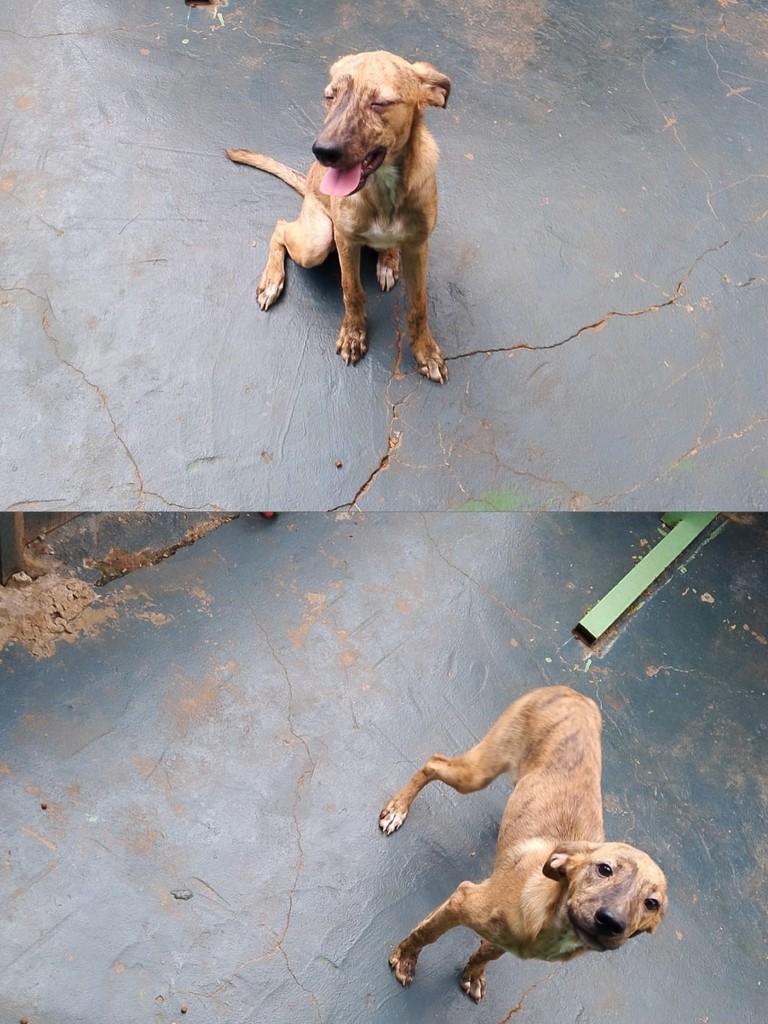 Maria, cachorro de porte médio para adoção em Rolim de Moura - RO