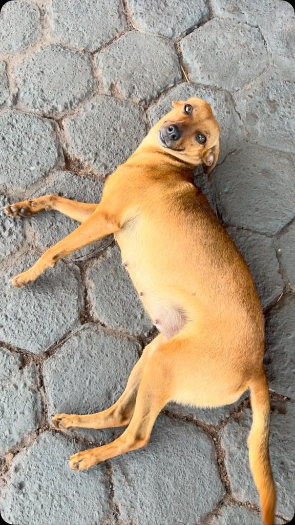 Princesinha, cachorro de porte pequeno para adoção em Rolim de Moura - RO