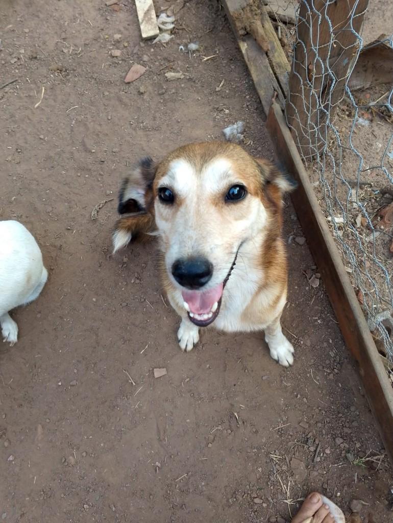 Princesa, cachorro de porte pequeno para adoção em Rolim de Moura - RO