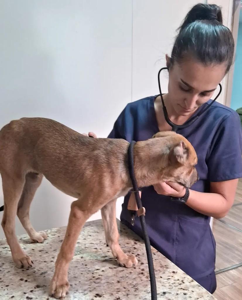 Orelha, cachorro de porte pequeno para adoção em Pará de Minas - MG