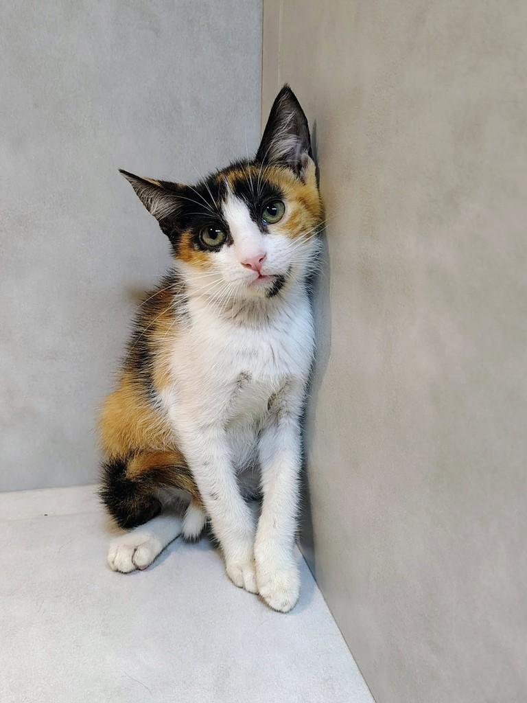 Mel, gata para adoção em Natal - RN