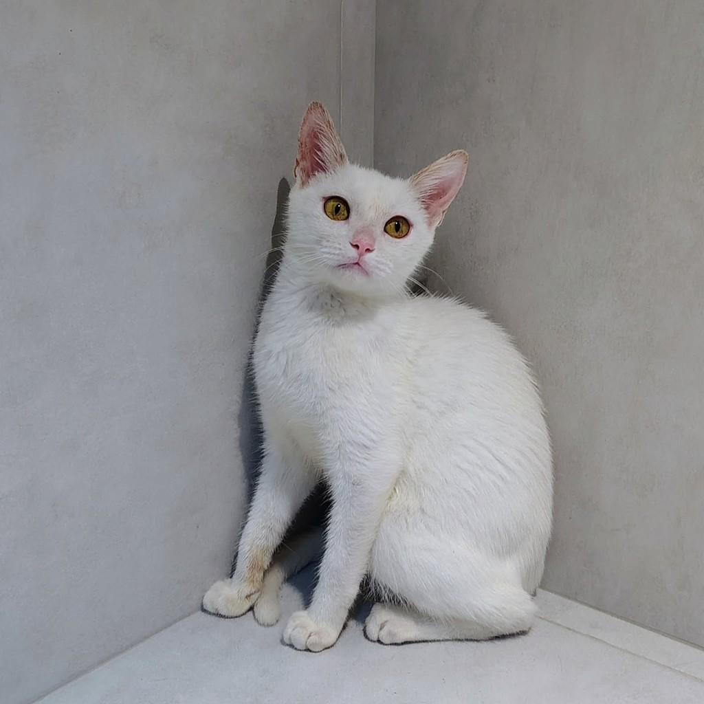 Branca, gata de porte pequeno para adoção em Natal - RN