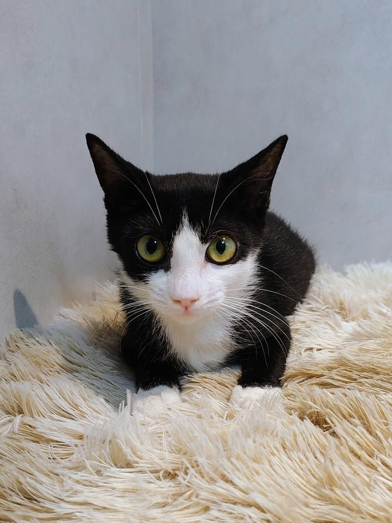 Zóio, gata de porte pequeno para adoção em Natal - RN