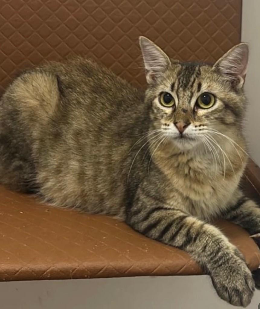 Luigi, gato de porte pequeno para adoção em Natal - RN
