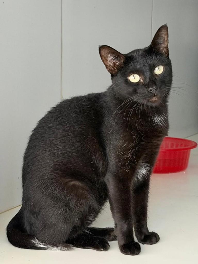 Pretinha, gata de porte médio para adoção em Natal - RN