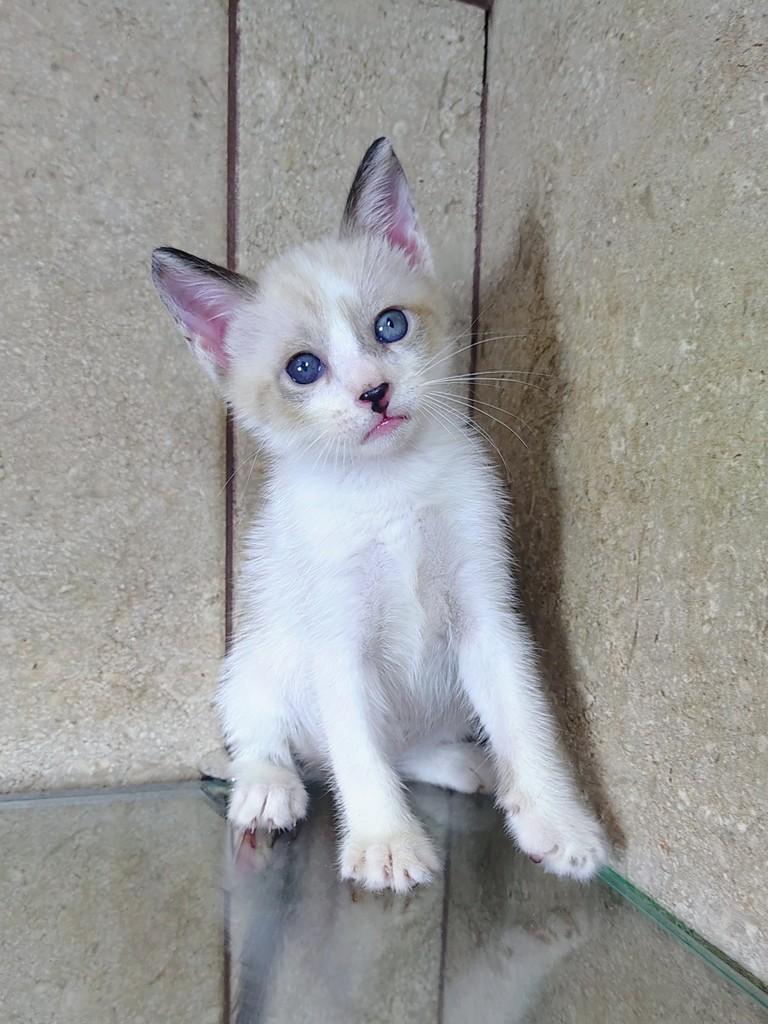 Arthur, gato de porte pequeno para adoção em Natal - RN
