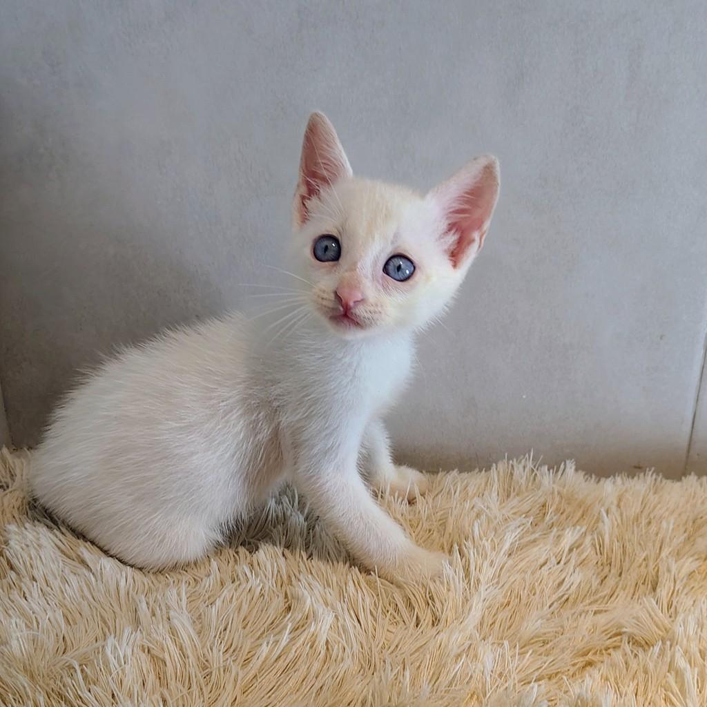 Lavinho, gato de porte pequeno para adoção em Natal - RN