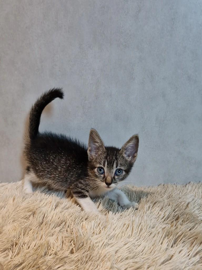 Pingo, gato de porte pequeno para adoção em Natal - RN