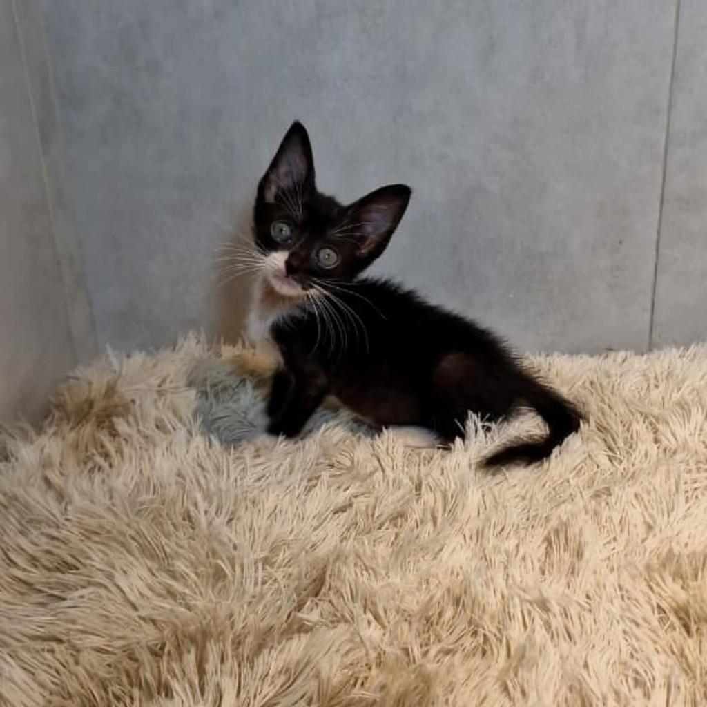 Aninha, gata de porte pequeno para adoção em Natal - RN