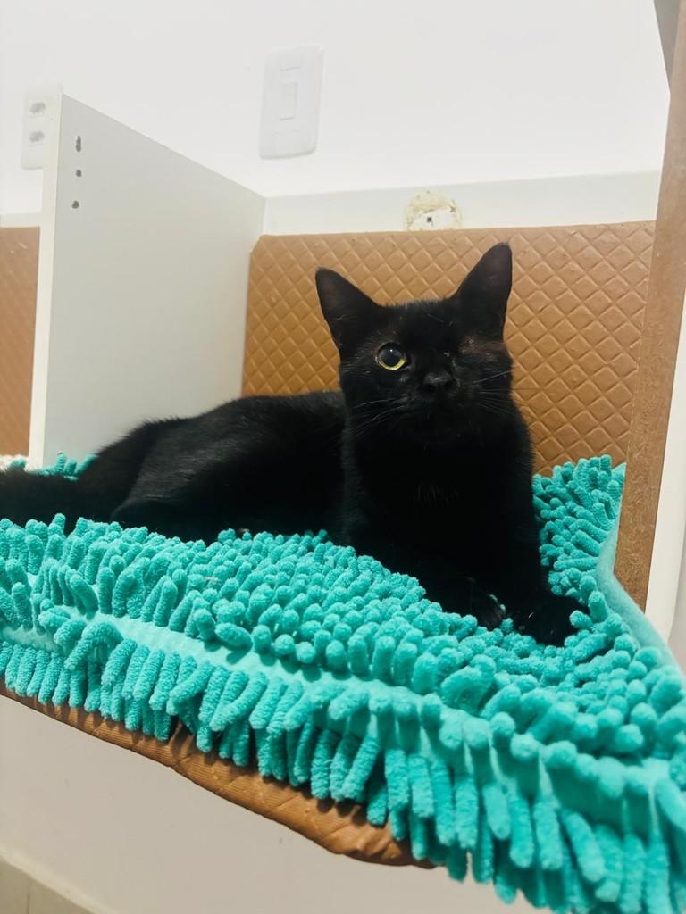 Café, gato de porte pequeno para adoção em Natal - RN