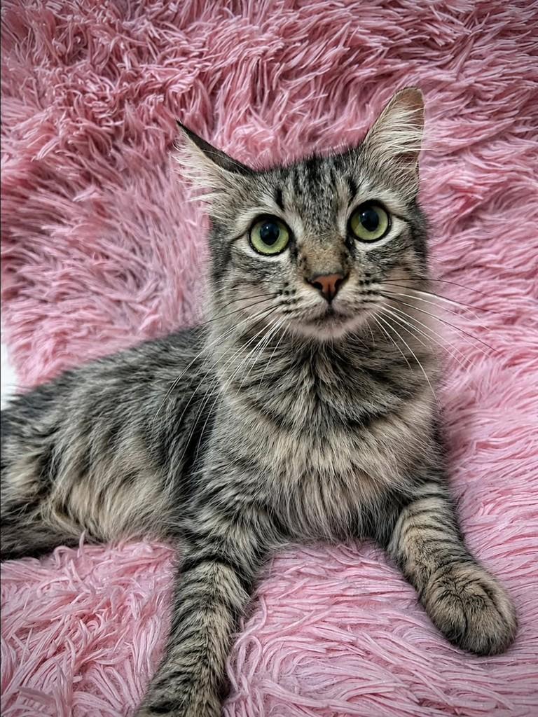 Safira, gato de porte pequeno para adoção em Natal - RN