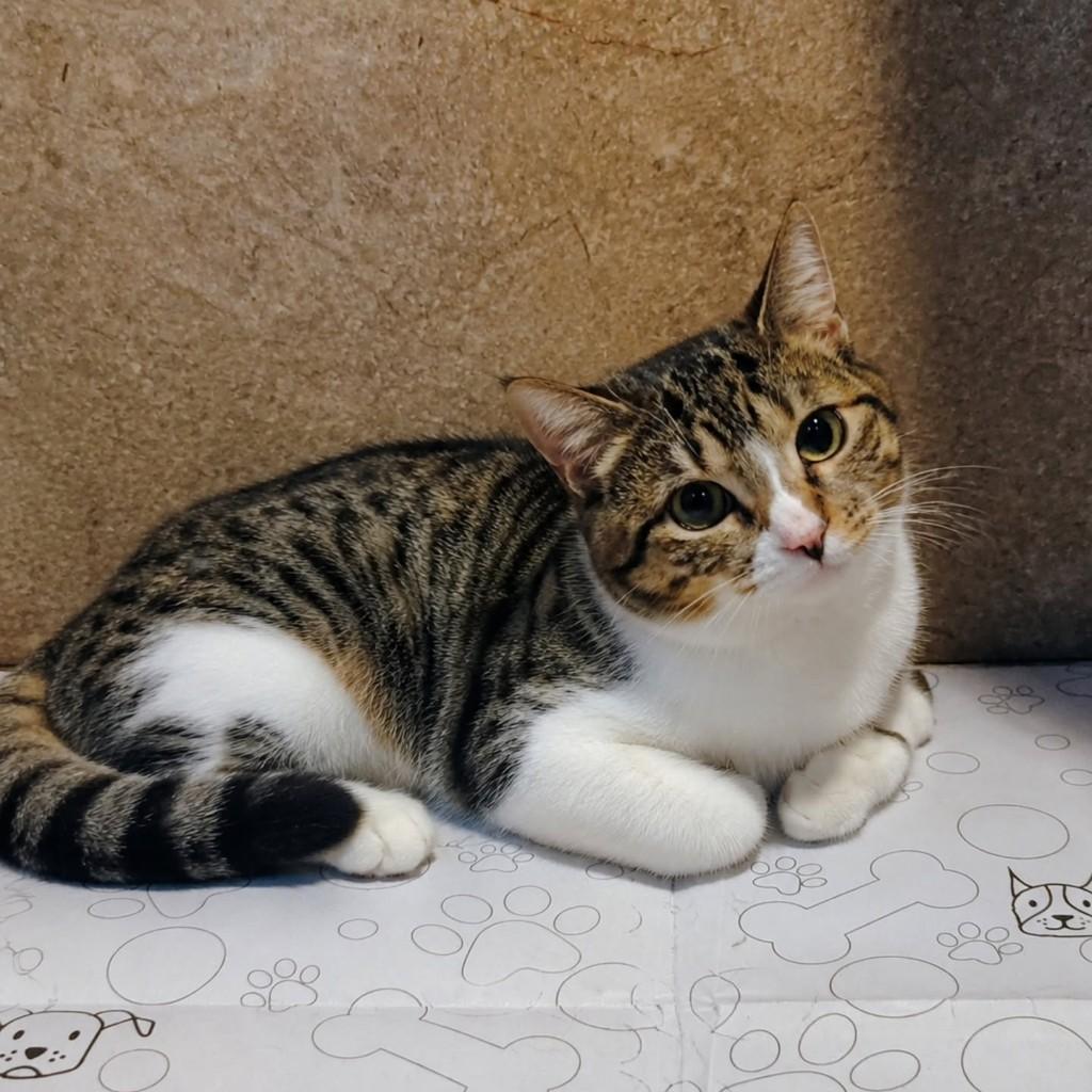 Alice, gata de porte pequeno para adoção em Natal - RN