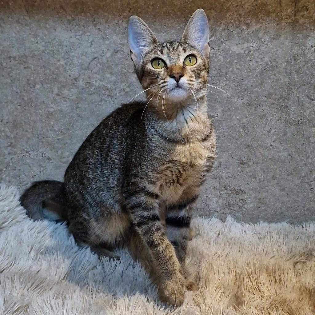Tiana, gata de porte pequeno para adoção em Natal - RN