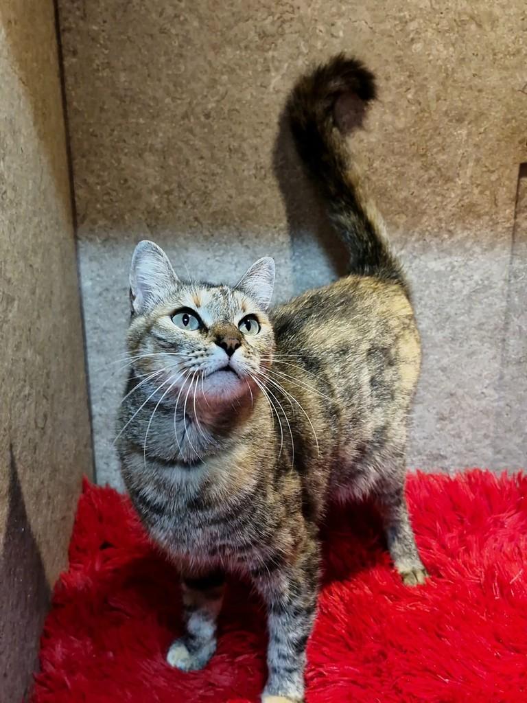 Katherine, gata de porte médio para adoção em Natal - RN