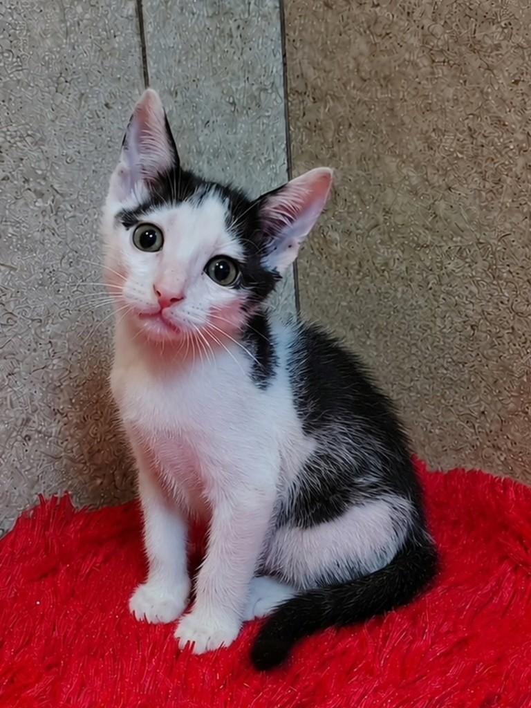 Caio, gato de porte pequeno para adoção em Natal - RN