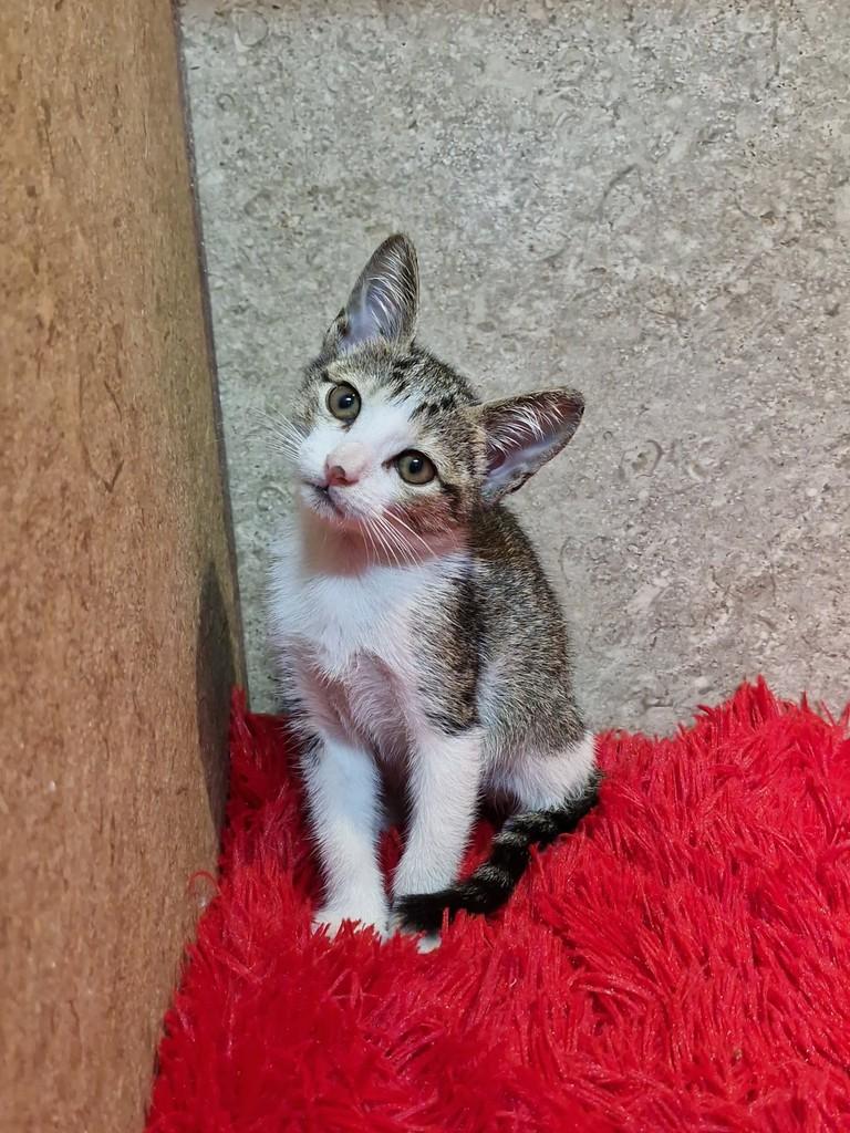 Celeste, gata de porte pequeno para adoção em Natal - RN