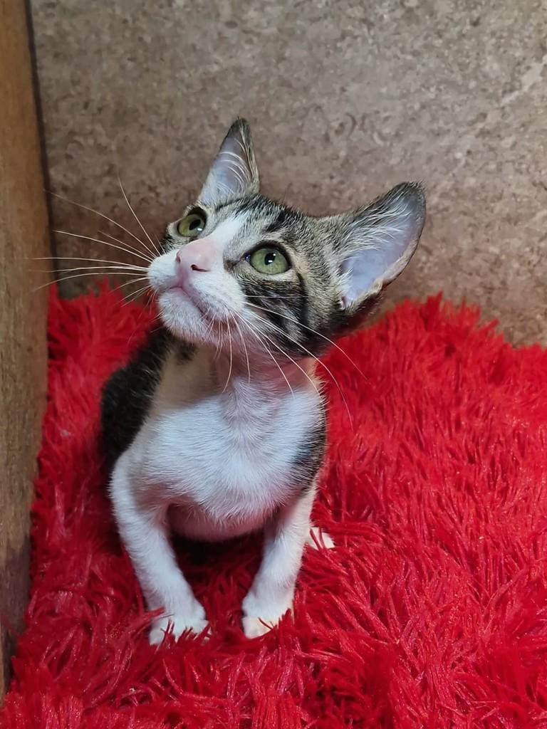 Pingolito, gato de porte pequeno para adoção em Natal - RN