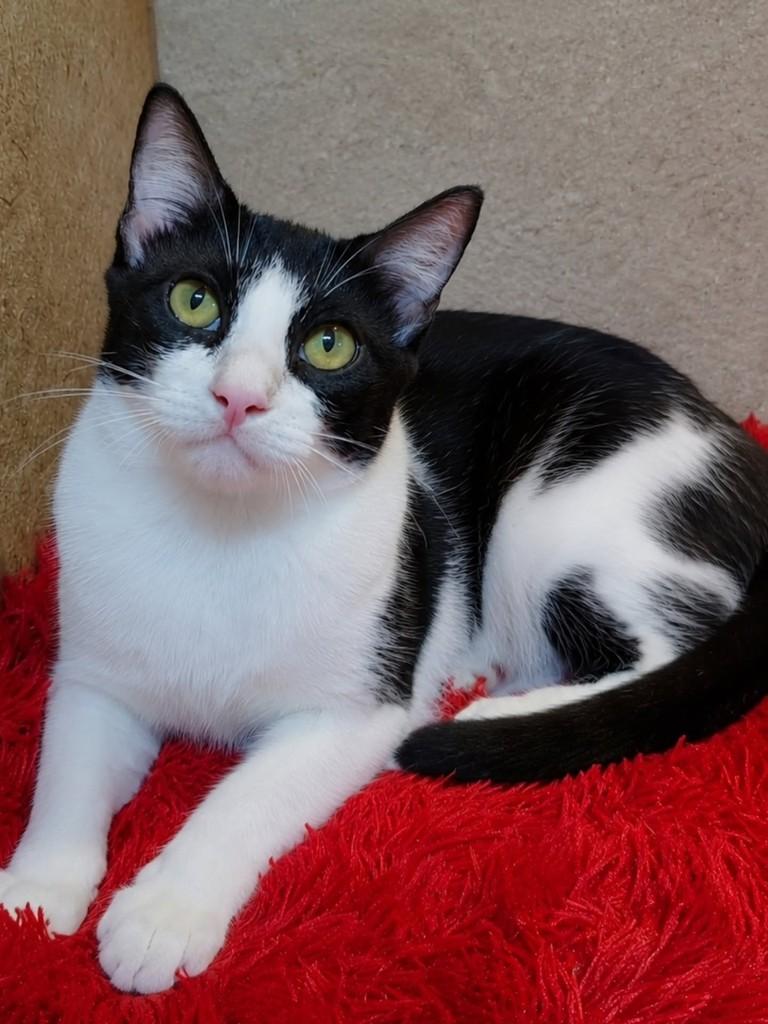Frajola, gato de porte pequeno para adoção em Natal - RN