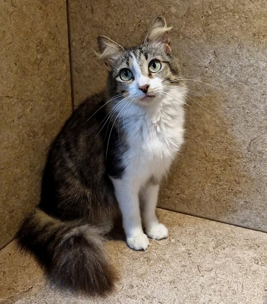 Susy, gata de porte médio para adoção em Natal - RN