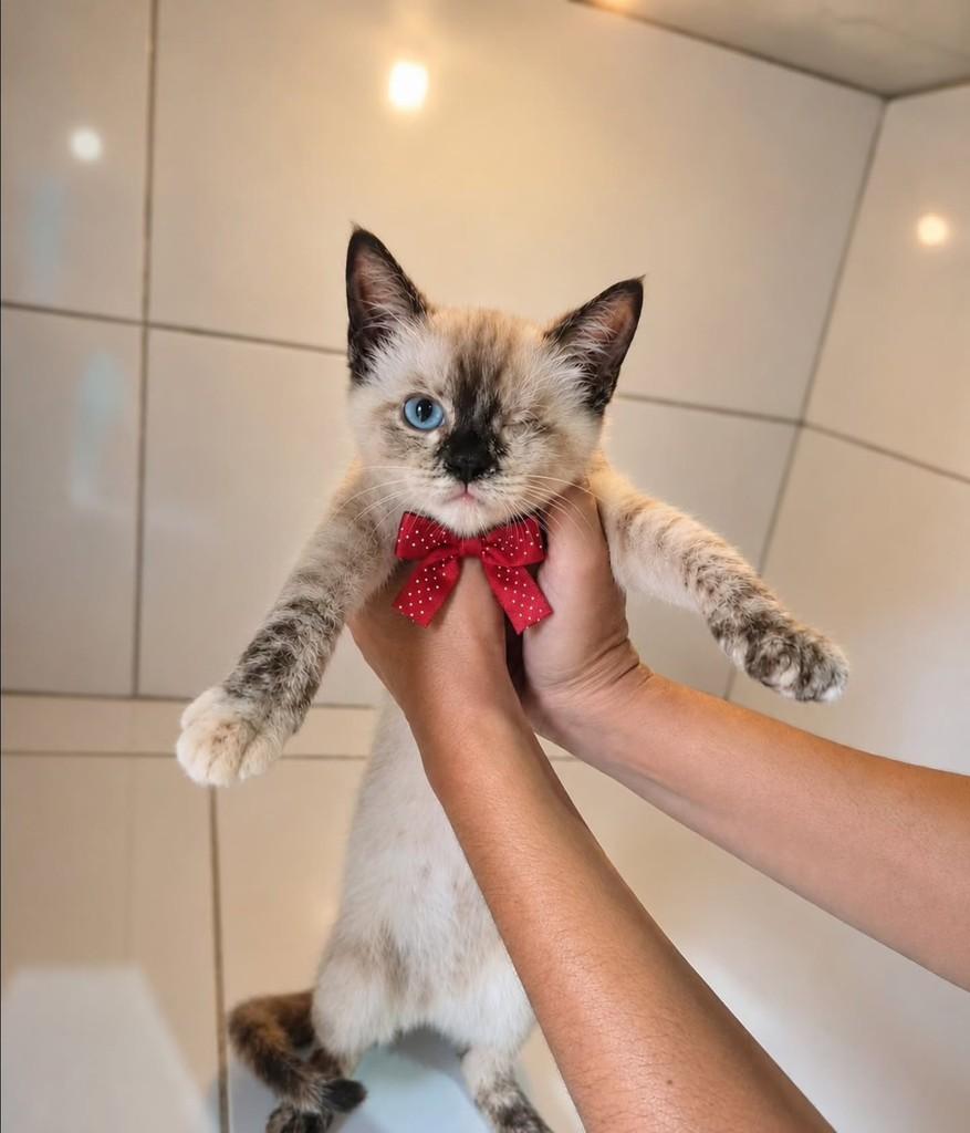 Lilica, gata de porte pequeno para adoção em Natal - RN