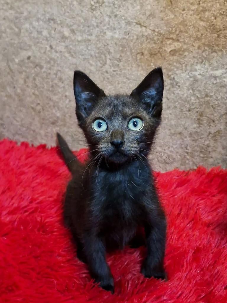 Nescau, gato de porte pequeno para adoção em Natal - RN