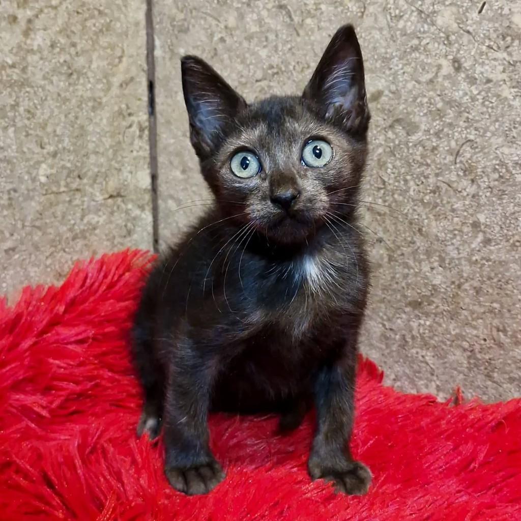 Alpino, gato de porte pequeno para adoção em Natal - RN