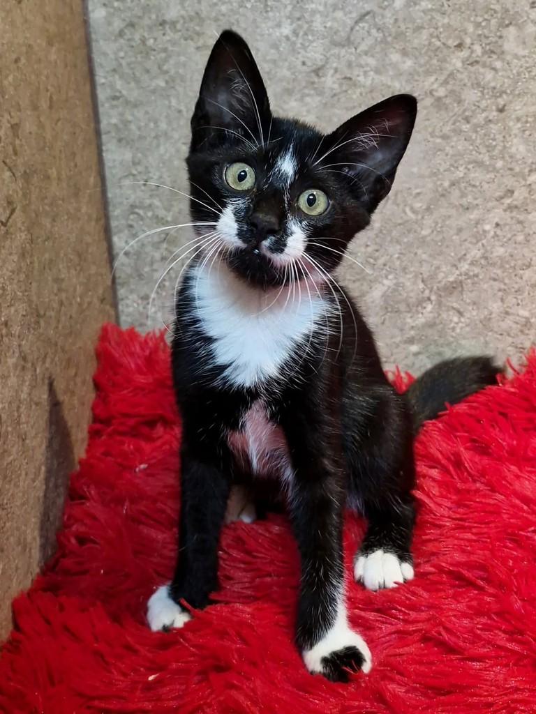 Minnie, gata de porte pequeno para adoção em Natal - RN