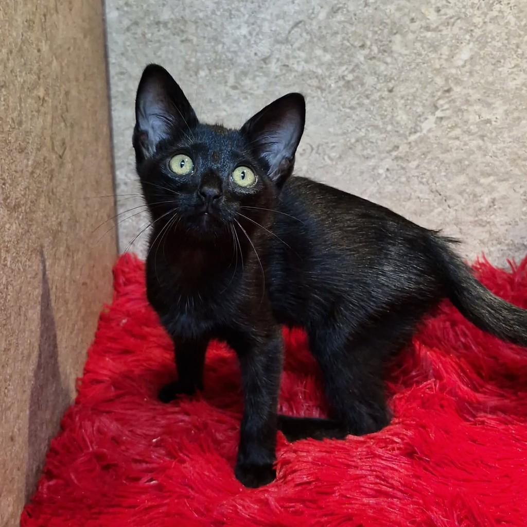 Milena, gata de porte pequeno para adoção em Natal - RN