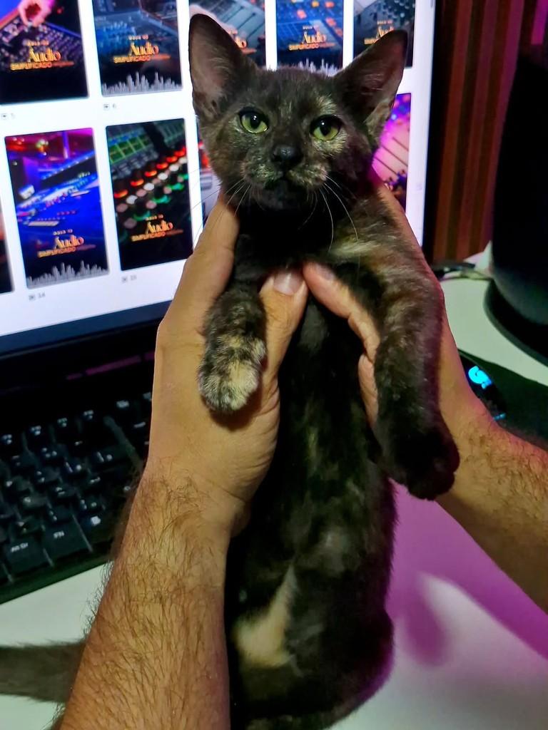Kakau, gata de porte pequeno para adoção em Natal - RN