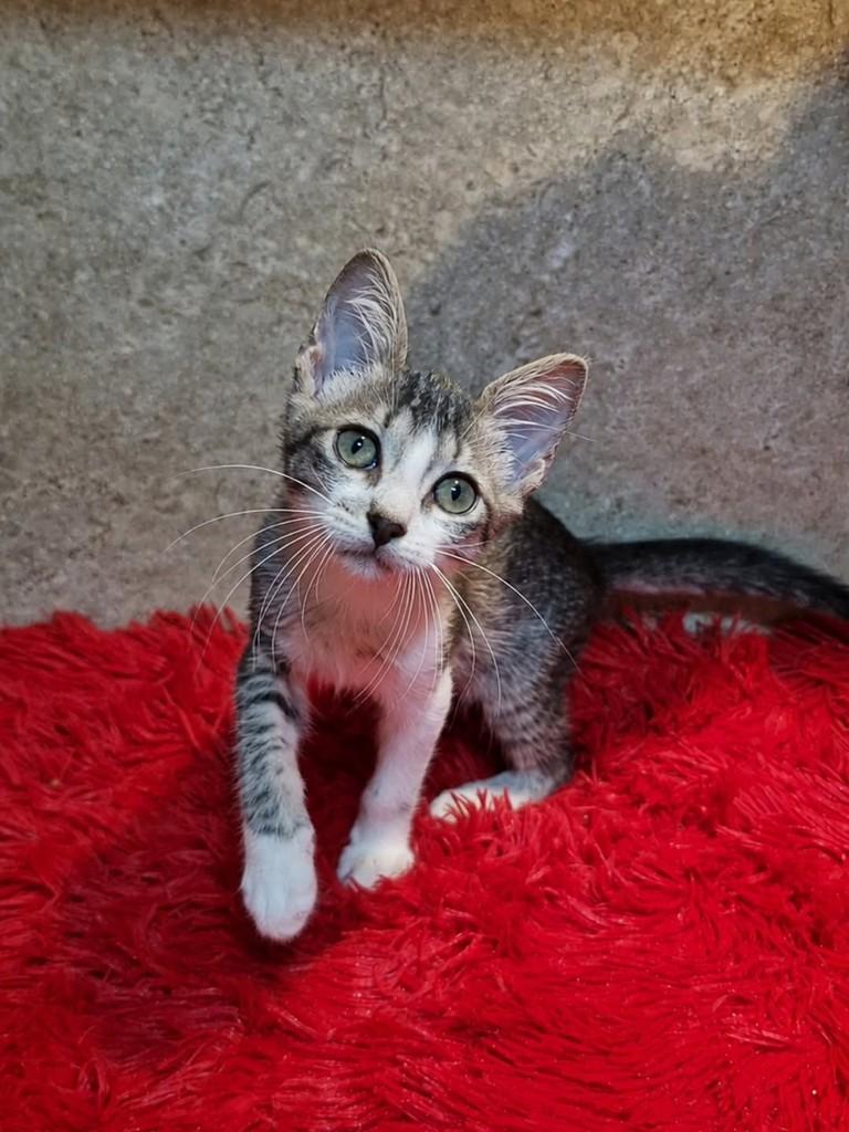 Pistache, gato de porte pequeno para adoção em Natal - RN