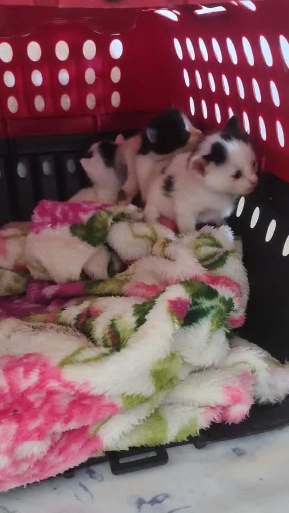 Nininha, gata de porte pequeno para adoção em Natal - RN