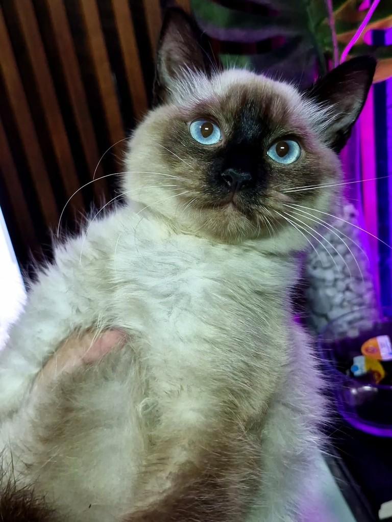 Mille, gata de porte pequeno para adoção em Natal - RN