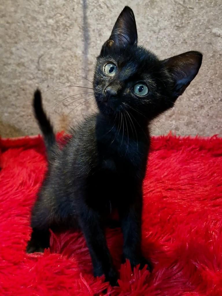 Vitinho, gato de porte pequeno para adoção em Natal - RN