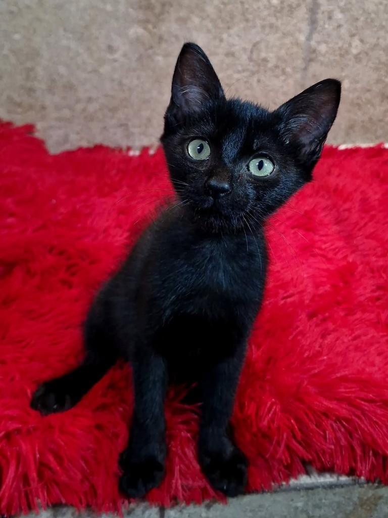 Vitinho, gato de porte pequeno para adoção em Natal - RN — foto 2 de 5