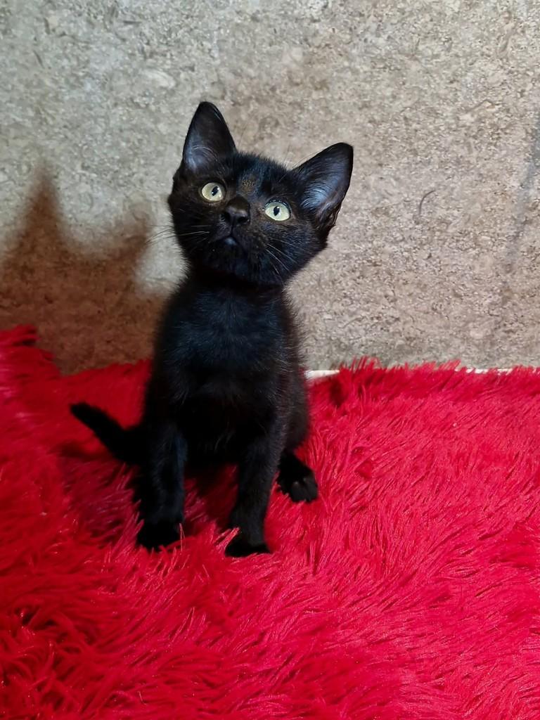 Vitinho, gato de porte pequeno para adoção em Natal - RN — foto 3 de 5