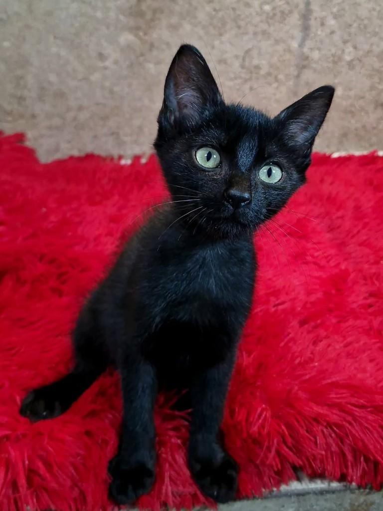 Vitinho, gato de porte pequeno para adoção em Natal - RN — foto 4 de 5