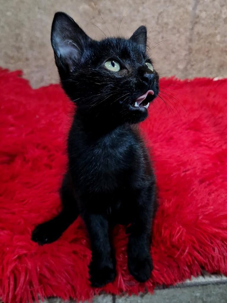 Vitinho, gato de porte pequeno para adoção em Natal - RN — foto 5 de 5