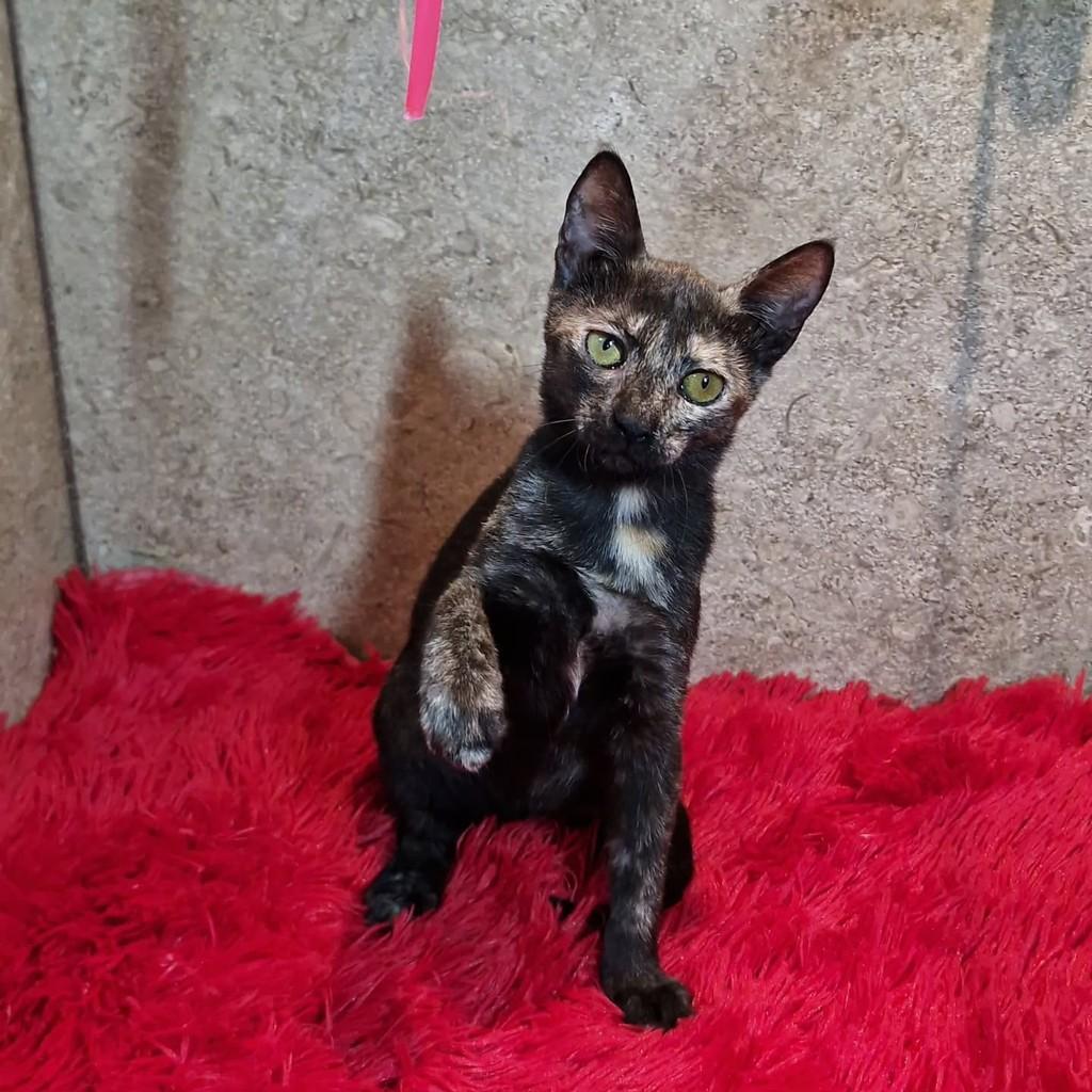 Kika, gata de porte pequeno para adoção em Natal - RN
