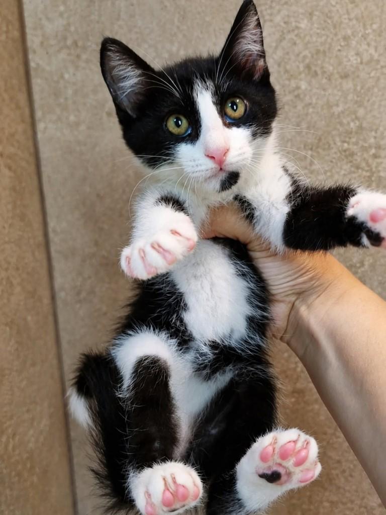 Diego, gato de porte pequeno para adoção em Natal - RN