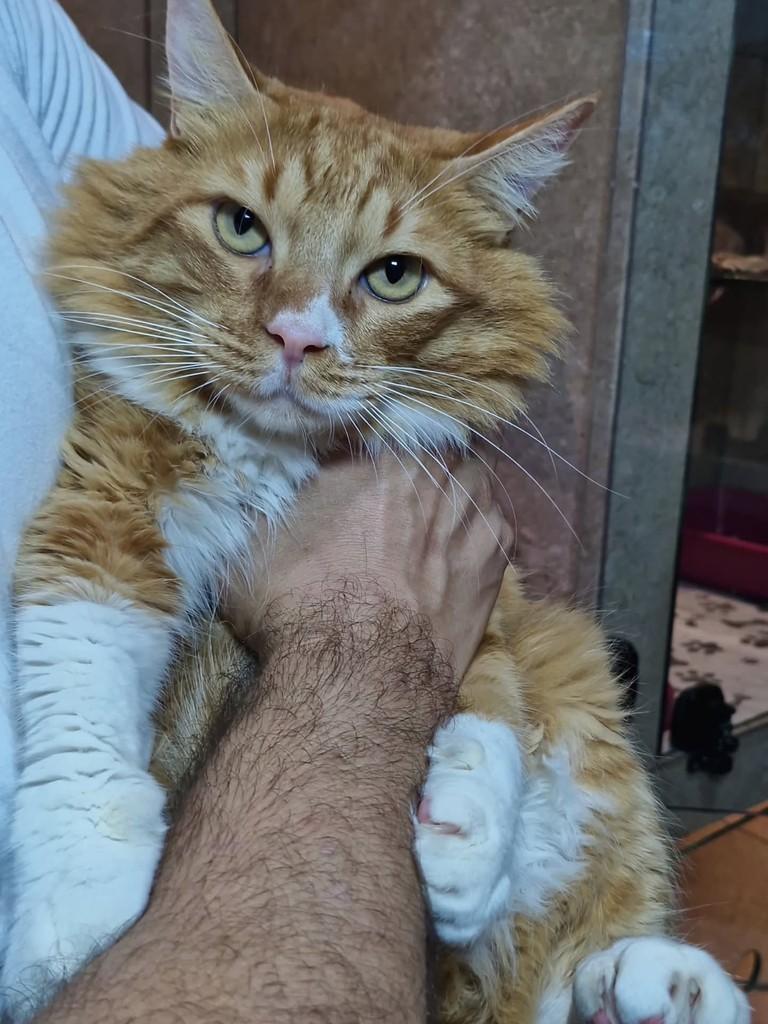 Rodolfo, gato de porte médio para adoção em Natal - RN