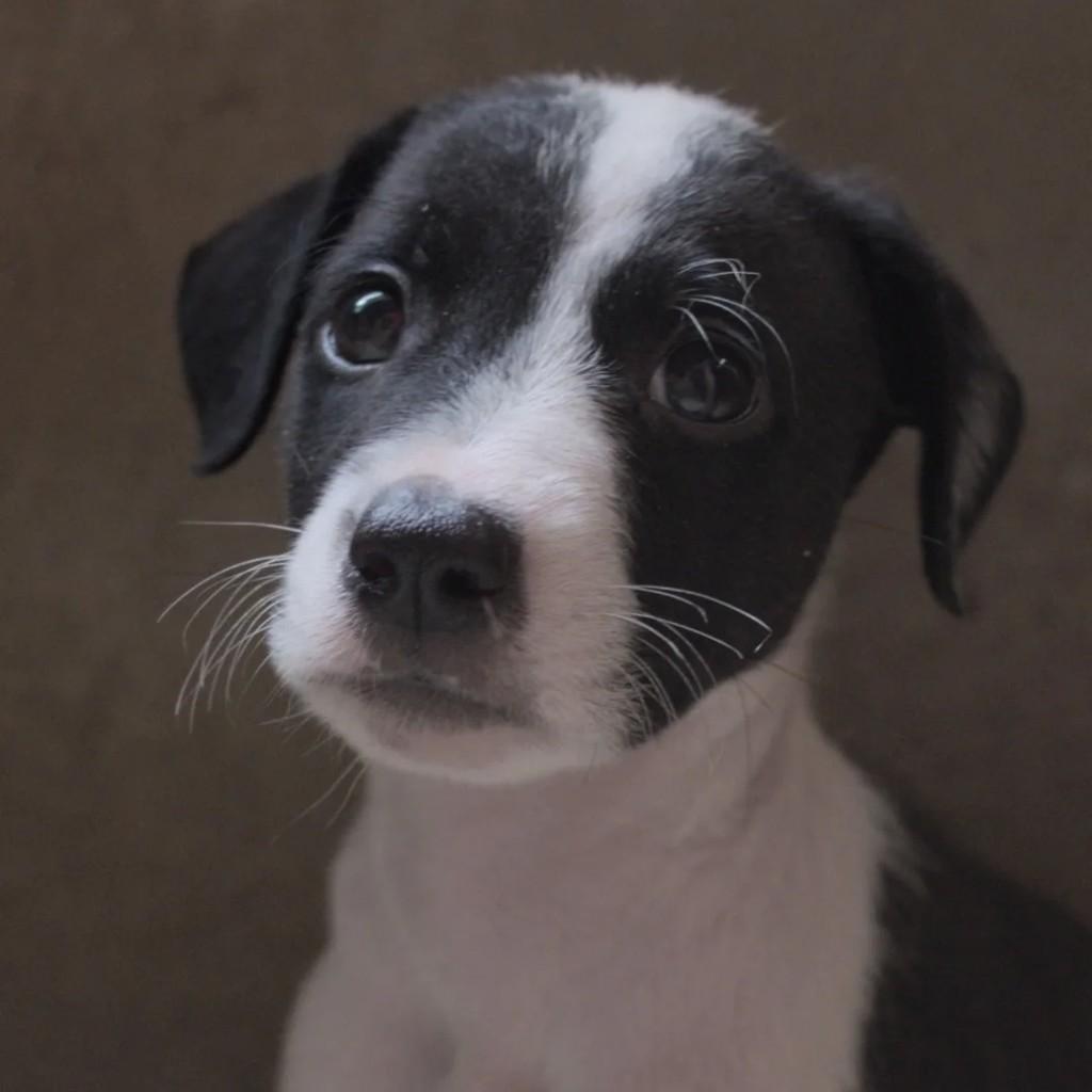 Zeca Pagodinho, cachorro de porte pequeno para adoção em Campina Grande - PB