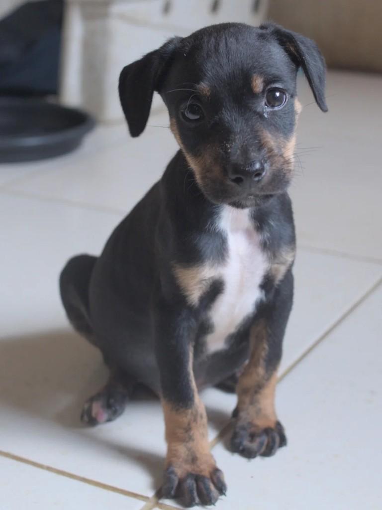 Frederico, cachorro de porte pequeno para adoção em Campina Grande - PB