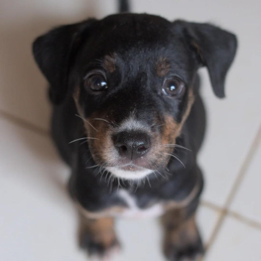 Chico, cachorro de porte pequeno para adoção em Campina Grande - PB