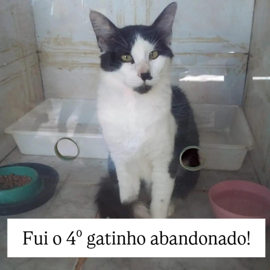 Pedrinho, gato de porte médio para adoção em Campina Grande - PB