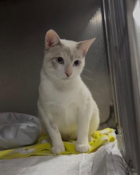 Aurora, gato de porte pequeno para adoção em Niterói - RJ