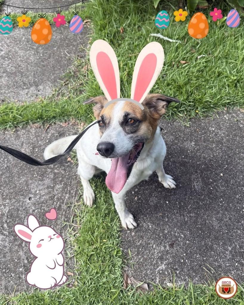 Lucie, cachorro de porte pequeno para adoção em Niterói - RJ