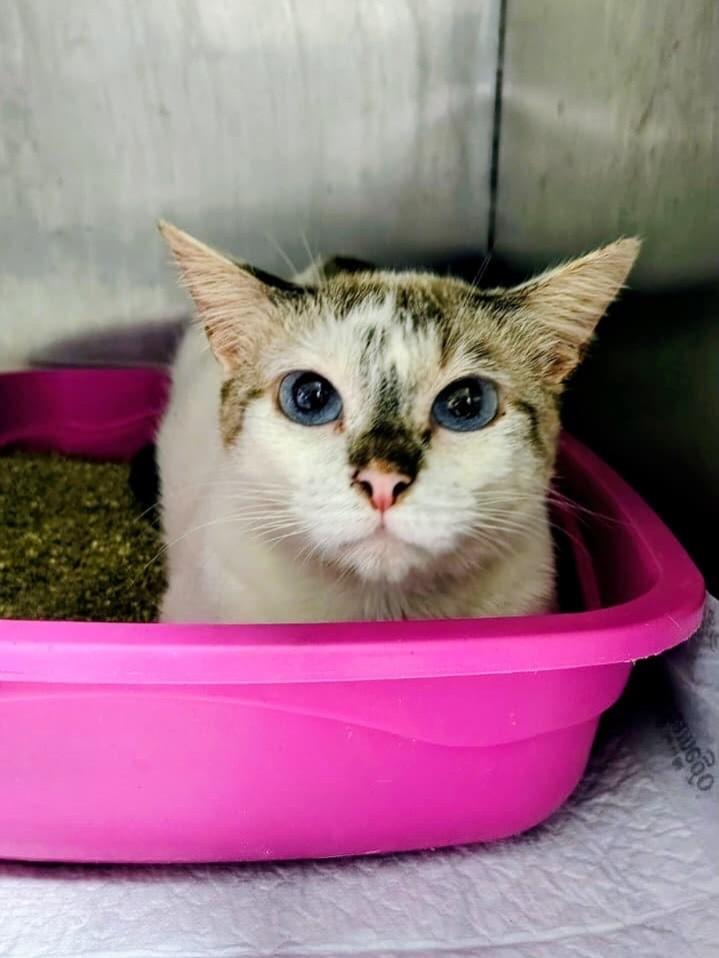 Amora, gata de porte pequeno para adoção em Niterói - RJ