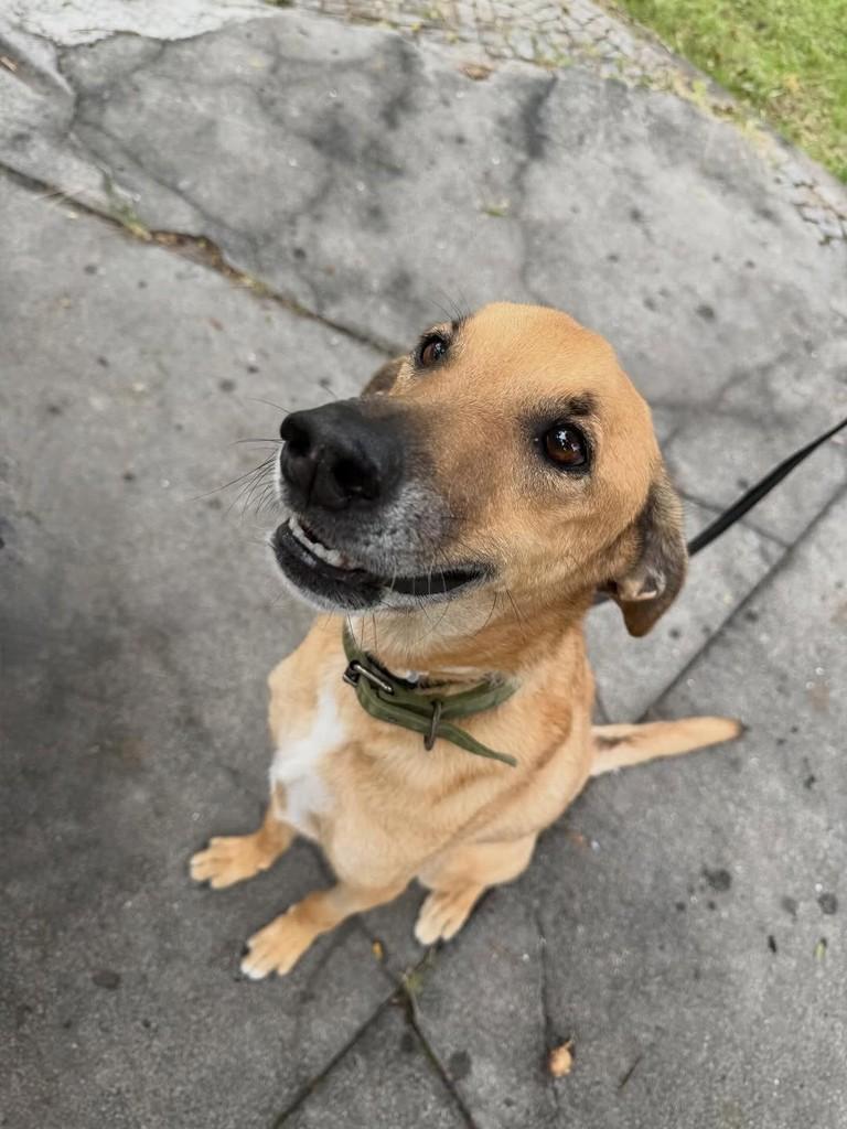 Lucky, cachorro de porte pequeno para adoção em Niterói - RJ