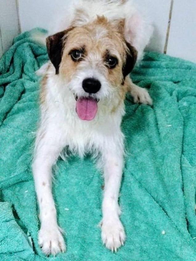 Logan, cachorro de porte pequeno para adoção em Niterói - RJ